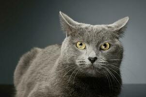 Studio Schuss von ein bezaubernd britisch kurzes Haar Katze foto