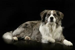 Studio Schuss von ein süß Rand Collie Hündchen foto