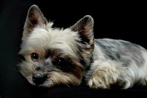 Studio Schuss von ein bezaubernd Yorkshire Terrier suchen traurig foto