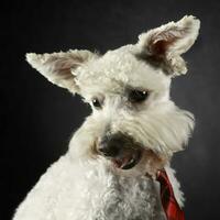 komisch Hund mit fliegend Ohren Porträt im dunkel Foto Studio