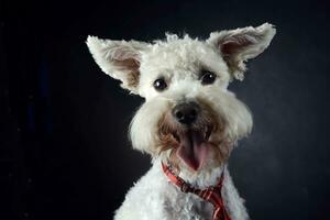 komisch Hund mit fliegend Ohren Porträt im dunkel Foto Studio