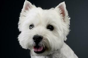 Porträt von ein süß Westen Hochland Weiß Terrier foto