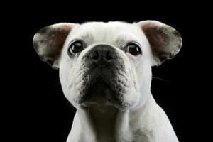 Weiß Französisch Bulldogge mit komisch Ohren posieren im ein dunkel Foto Studio