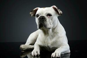 Weiß Französisch Bulldogge mit komisch Ohren posieren im ein dunkel Foto Studio