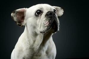 Weiß Französisch Bulldogge mit komisch Ohren posieren im ein dunkel Foto Studio