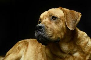 schön Retriever Porträt im ein dunkel Foto Studio