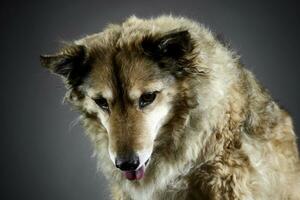 gemischt Rasse komisch Hund ist entspannend im ein dunkel Foto Studio