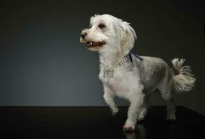 Studio Schuss von ein bezaubernd gemischt Rasse Hund foto