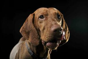 ungarisch vizsla Porträt im schwarz Hintergrund foto