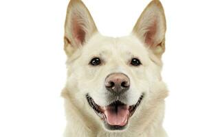 Smilie Gesicht Hund Porträt im Weiß Studio foto