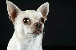 Chihuahua Sitzung im ein dunkel Foto Studio