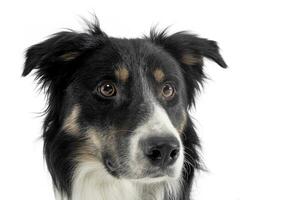 Porträt von ein bezaubernd Schäfer Hund suchen neugierig foto