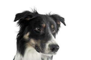 Porträt von ein bezaubernd Schäfer Hund suchen neugierig foto