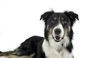 Studio Schuss von ein bezaubernd Schäfer Hund suchen neugierig beim das Kamera foto