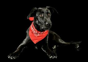 Studio Schuss von ein bezaubernd gemischt Rasse Hund foto