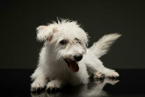 Studio Schuss von ein bezaubernd gemischt Rasse Hund foto