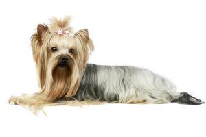 Studio Schuss von ein bezaubernd Yorkshire Terrier Yorkie foto