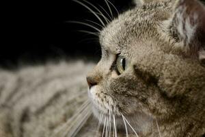 Porträt von ein bezaubernd Tabby Katze foto