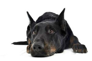 Beauceron entspannend auf ein Weiß Hintergrund Studio foto