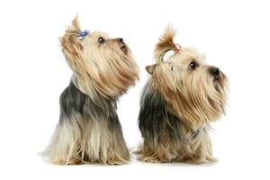 Studio Schuss von zwei bezaubernd Yorkshire Terrier foto