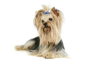 Studio Schuss von ein bezaubernd Yorkshire Terrier Yorkie foto