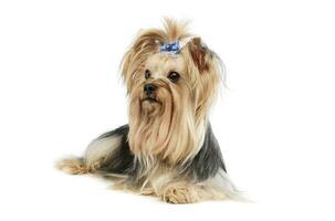 Studio Schuss von ein bezaubernd Yorkshire Terrier Yorkie foto