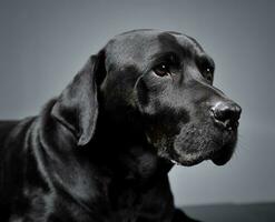 gemischt Rasse schwarz Hund Lügen im dunkel Studio foto