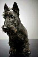 Studio Schuss von ein bezaubernd schottisch Terrier foto