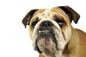 Bulldogge Porträt im ein Weiß Foto Studio