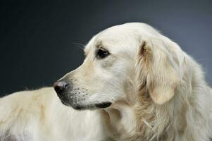 Porträt von ein bezaubernd golden Retriever suchen neugierig - - isoliert auf grau Hintergrund foto