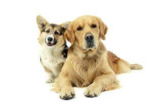 Studio Schuss von ein bezaubernd Corgie und ein golden Retriever foto