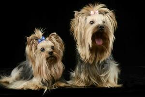 zwei schön Yorkshire Terrier Sitzung und Lügen im ein glänzend schwarz Studio Fußboden foto