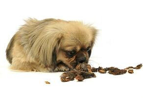 süß wenig gemischt Rasse Hund Essen getrocknet Fleisch im Weiß Studio Etage foto