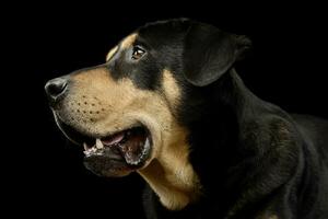 Porträt von ein bezaubernd gemischt Rasse Hund foto