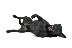 Köter schwarz Hund Lügen im seine zurück im ein Studio Fußboden foto