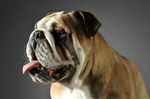 Bulldogge Porträt im ein grau Foto Studio