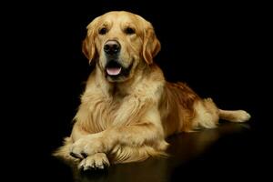 Studio Schuss von ein schön golden Retriever foto