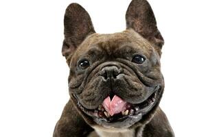 Porträt von ein bezaubernd Französisch Bulldogge foto