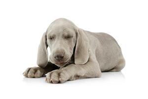 Studio Schuss von ein schön Weimaraner Hündchen foto