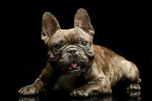 Studio Schuss von ein bezaubernd Französisch Bulldogge foto