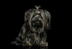 Studio Schuss von ein bezaubernd shih-tzu foto