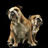 zwei Bulldoggen Sitzung im ein schwarz Foto Studio