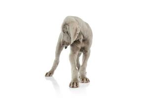 Studio Schuss von ein schön Weimaraner Hündchen foto