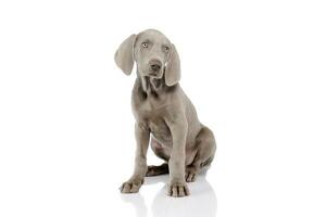 Studio Schuss von ein schön Weimaraner Hündchen foto