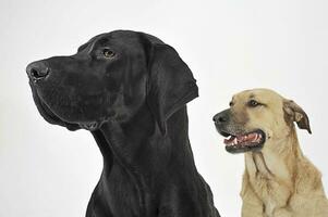 zwei gemischt Rasse Hund Porträt im ein Weiß Backgound Studio foto