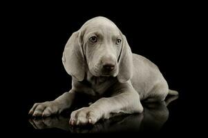 Studio Schuss von ein schön Weimaraner Hündchen foto