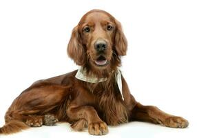 Englisch Setter Lügen Nieder im ein Weiß Foto Studio