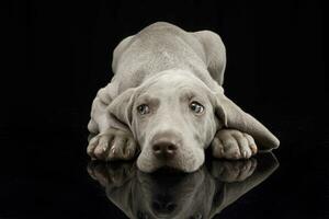 Studio Schuss von ein süß Weimaraner Hündchen foto