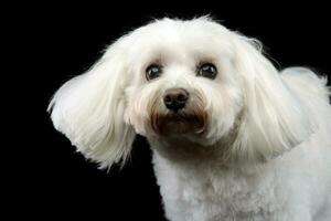 Porträt von ein süß Bolognese Hund foto