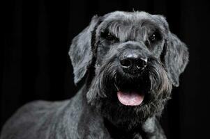 stark Schnauzer Porträt im schwarz Hintergrund foto